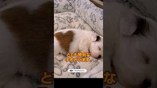 世界一可愛らしい子犬 | かわいい動物