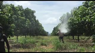 ការបញ្ជាស្វាយខុសរដូវ(2)ការបាញ់ចំរុះស្លឹក