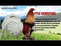 WHY BREED PYLE GAMEFOWL?