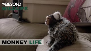 S9E14 | Alison Rescues Marmosets Chuck Norris \u0026 Sid Vicious | Monkey Life | Beyond Wildlife