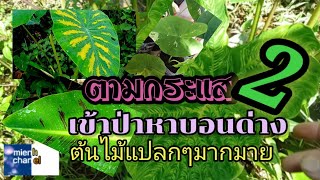 หาบอนด่าง,ในป่าลึกต้นไม้แปลก