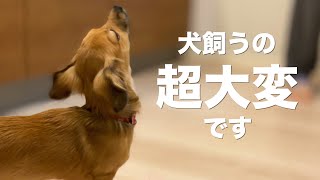 多くの人が知らない犬を飼うと大変なこと