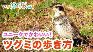 てくてくピョンピョン！ツグミの歩き方がかわいい