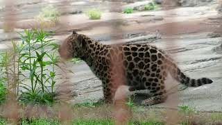 とべ動物園ジャガーの赤ちゃん