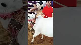 Itni chotuu or Gol Matool😲. #shorts #viral #Mandi #cow #qurbani #trending