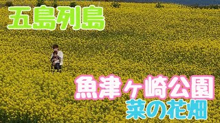 【五島列島】五島市岐宿町魚津ヶ崎の菜の花畑