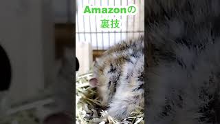 しまりす「ポン吉」秘技！！コンビニ決済でAmazonを利用しているかたへ！！支払い後一旦キャンセルしてAmazonギフトにしてからもう一度買うと、発送がメチャ早くなりますよ！！