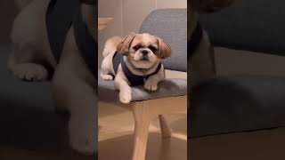 え？食べたの？ #幸せのパンケーキ #パンケーキ #シーズー #shihtzu #西施犬