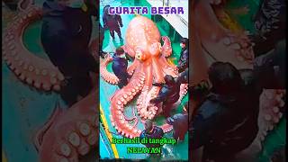 Gurita Besar Berhasil di Tangkap Nelayan #shorts #shortvideo #shortsviral