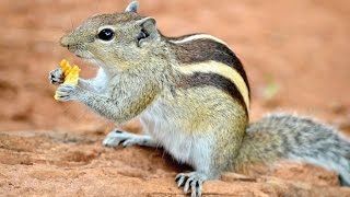 Funniest Squirrel Videos | Anil Eating food and Playing|Squirrel Playing