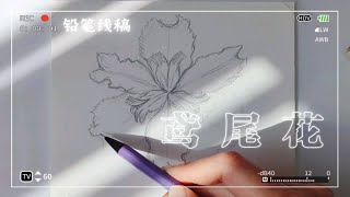 023鸢尾花正面绘制-铅笔线稿手绘过程