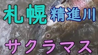 2019年 精進川のサクラマス 札幌 cherry trout battling for spawning in Hokkaido, Japan