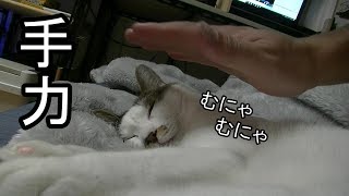 寝ている猫に気配でイタズラしてみる