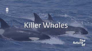 The Future Of: Killer Whales [FULL PODCAST EPISODE]