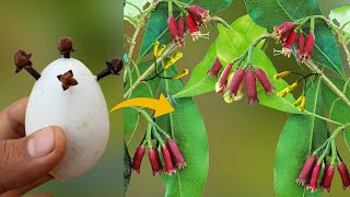 How to Grow Cloves Trees From Cloves in Eggs || Growing clove plants from cloves at home