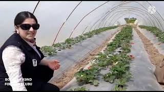 Boladi kəndində yeni üsulla yetişdirilən nübarlıq çiyələk yığımına başlanıldı.🍓🍓🍓🍓