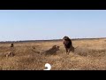 Bob junior Male Lion exile his 2 sons just few months before his death | Lion Warfare