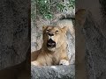 サナちゃん🦁【はまzoo】 浜松市動物園 ライオン サナ