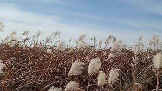 Seoul Sky Park Silver Grass Sound 하늘공원 억새밭 풀소리