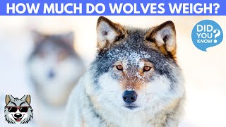 How Much To Wild Wolves Weigh?