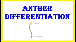 Anther Differentiation