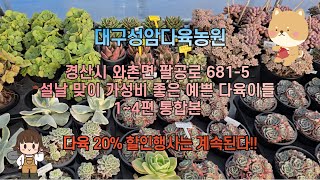 대구성암다육농원  설날 맞이 가성비 좋은 예쁜 다육이들  -  1~4편 통합본