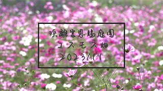 浜離宮庭園のコスモス畑 （2023年11月4日）