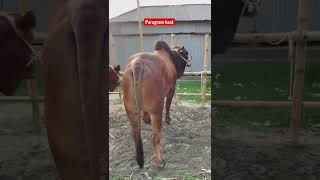 Huge sahiwal cow | qurbani goru haat 2022 | huge sahiwal breed | #shorts