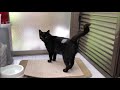 【かわいい猫 黒猫 】ツヤツヤ綺麗な毛並み✨の 黒猫 の背中がかわいそう😭