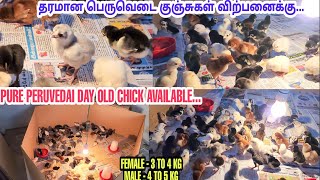 தூய பெருவெடை குஞ்சுகள் 3to 5 kg Heavy Size | Tamilan Poultry farm vlog-27 Top Quality Chick |