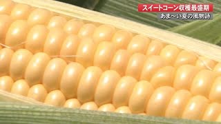 生で食べても甘い！夏の味覚「スイートコーン」の収穫　美味しいコーンの見分け方伝授【高知】 (21/06/23 19:00)