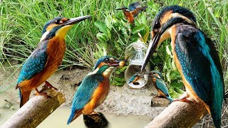 Primitive Technology: Simple DIY BIRD Trap Using Yellow Bucket That Work 100%