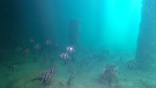 Mornington Pier 2020