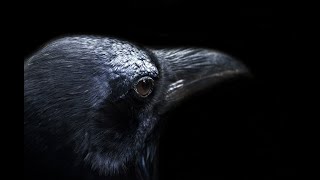Symbolism of the Raven. "rave", "treachery", "unkindness", and "conspiracy". I