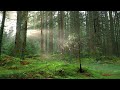 guided forest walk meditation calming and relaxing mindfulness activity