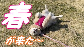 春ですね～♪