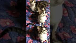 【可愛い猫・cute cat】✨超〜シンクロ😸Super sync✨♬音ハメ♬