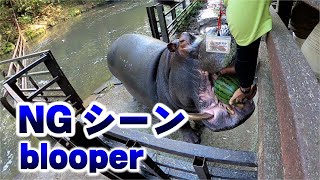 カバのスイカ丸ごとタイムNGシーン Hippo eating watermelon not well #shorts