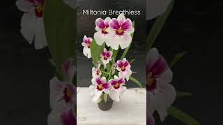 Miltonia Breathless (Pink Lady x Pearl Ono) Z-22519 #miltonia #orchid #orchidsbyhausermann