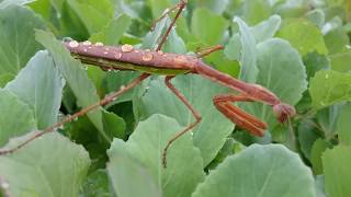 喉が渇いていたカマキリ 必死で水を飲む