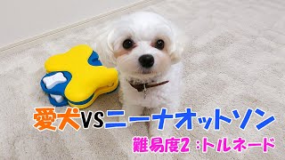 愛犬VS知育おもちゃ！ニーナ・オットソン難易度2：トルネード