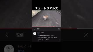 チュートリアル犬、見つかる #Shorts #おすすめ #犬