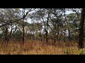 Ant hills of Mpongwe, Zambia