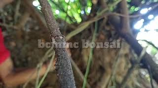 mbolang dapat bahan bonsai ukuran  jumbo