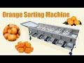 Citrus orange size grading sorting machine