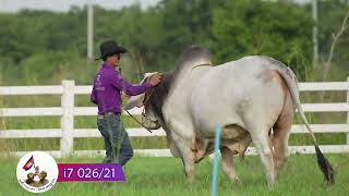 Mr.i7 026/21 from i7 Ranch Cambodia/ i7 Globle Livestock Service