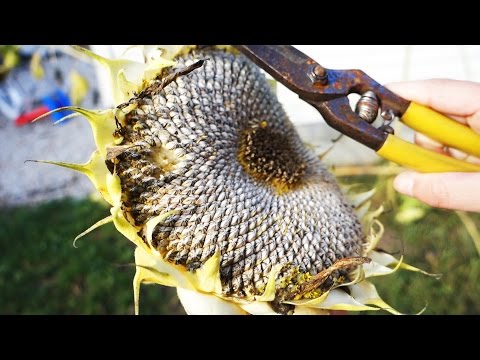 MAKE YOUR OWN SALTED SUNFLOWER SEEDS MAKE YOUR OWN SALTED SUNFLOWER SEEDS