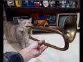 cat sings ballin with a trumpet