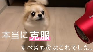 ドライヤーが嫌いな愛犬が克服するために頑張ります！【小型犬ポメチワきなこのしつけ】