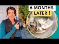 (Part 2) What Happens When You Bury a Fish Head Under a Tomato Plant? - 6 MONTHS LATER